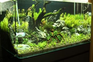 ube Glass – аквариум для Природного Аквариума в серии Do!aqua.