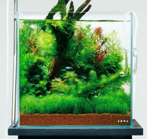 DOOA Glass Cover for System Aqua 30 (W282xH195mm) / Покровное стекло для System Aqua 30 ― Неомарин - профессиональная аквариумистика